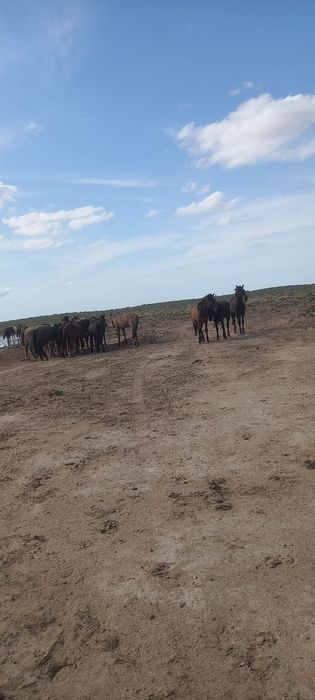 Уйир жылкы сатылады