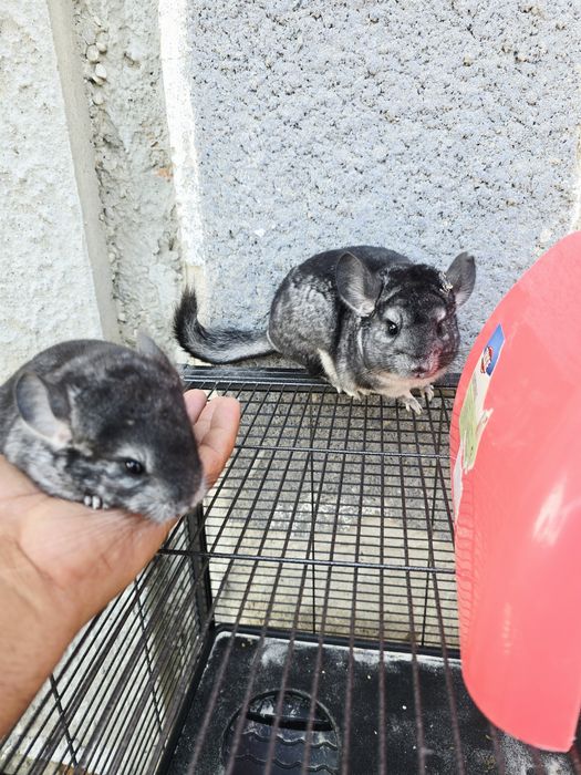 Cincila/shinsila/ chincila 300 buc.