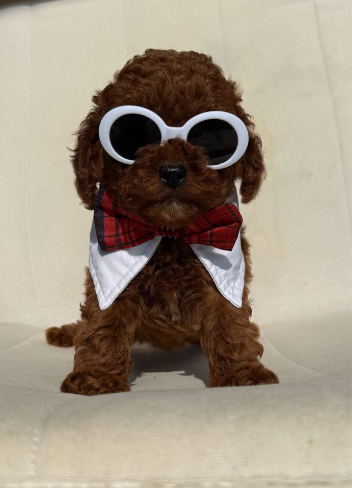 Mini toy red poodle