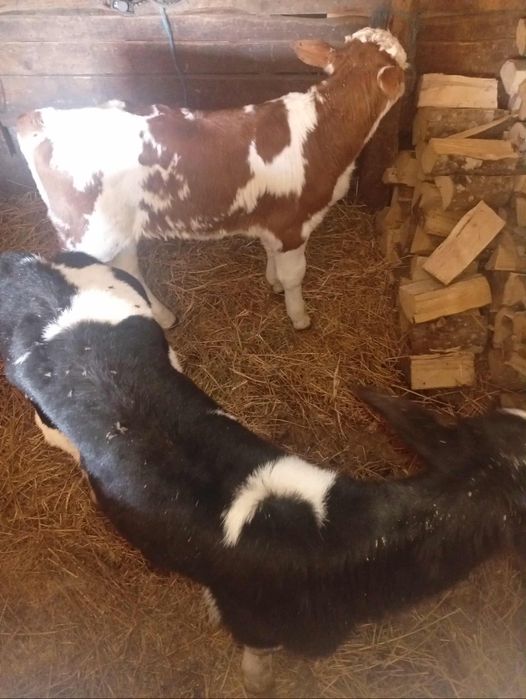 Vând 2 vitei  de 4 săptămâni