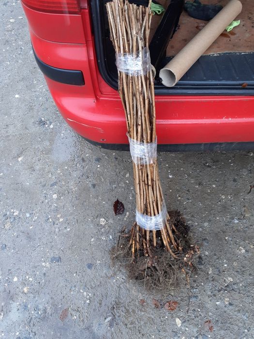 Vand butasi de zmeură soiul polka si polana