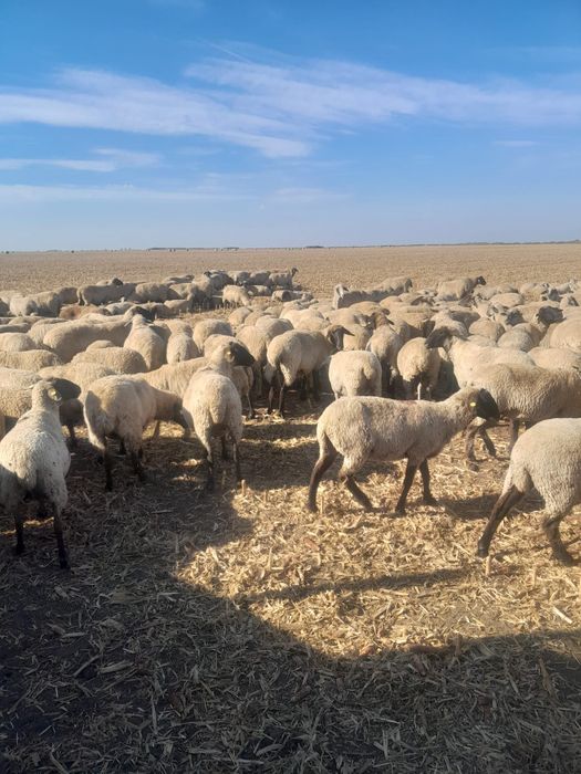 Oii de vânzare mai multe detalii la tel