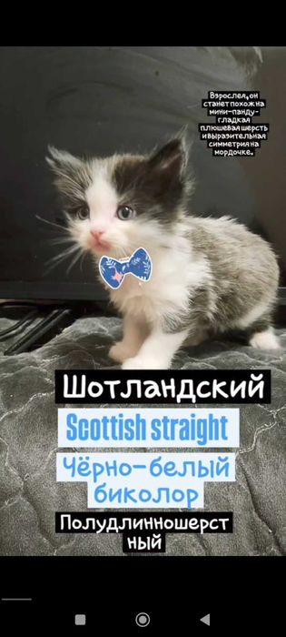 Чистокровные котята от породистых родителей