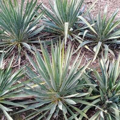 Yuca de gradină (Yucca filamentosa)