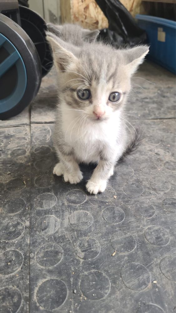 Ищем дом для котят