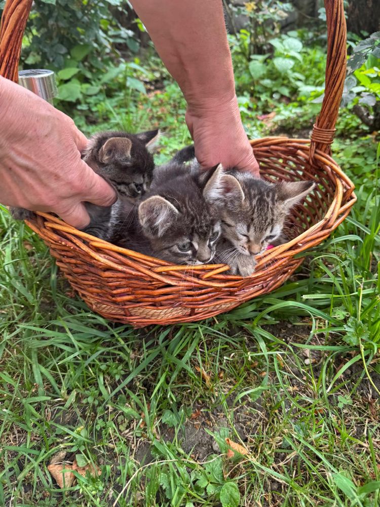 Pui pisica(3 femele)