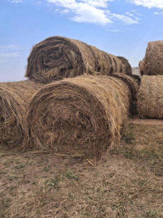 Baloti de fân rotuzi de vanzare de 160 înălțime si 120 latime