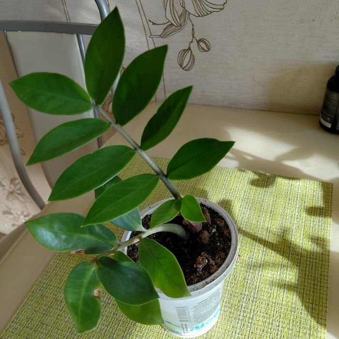 Комнатные цветы замиоскулькас