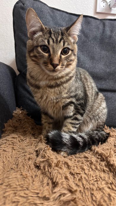 Кот - подросток ищет дом