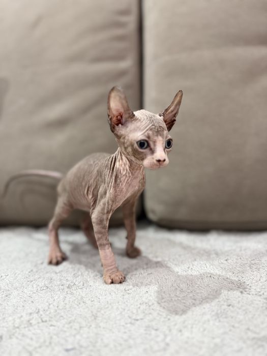 Котята эльфики готовы к переезду в новый дом.