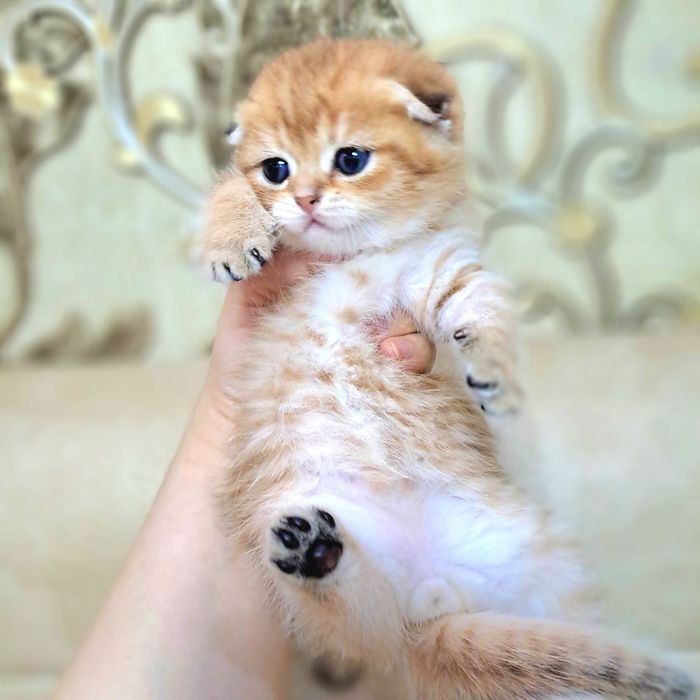 Котёнок от правильной вязки