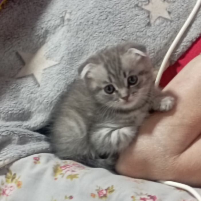 Вислоухий котёнок