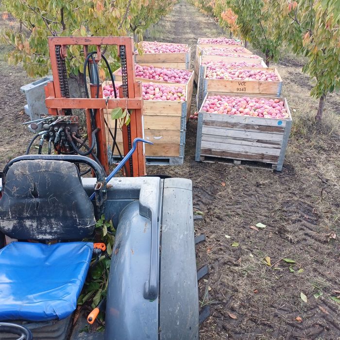 Vând mere Florina și golden 3,5 lei kg