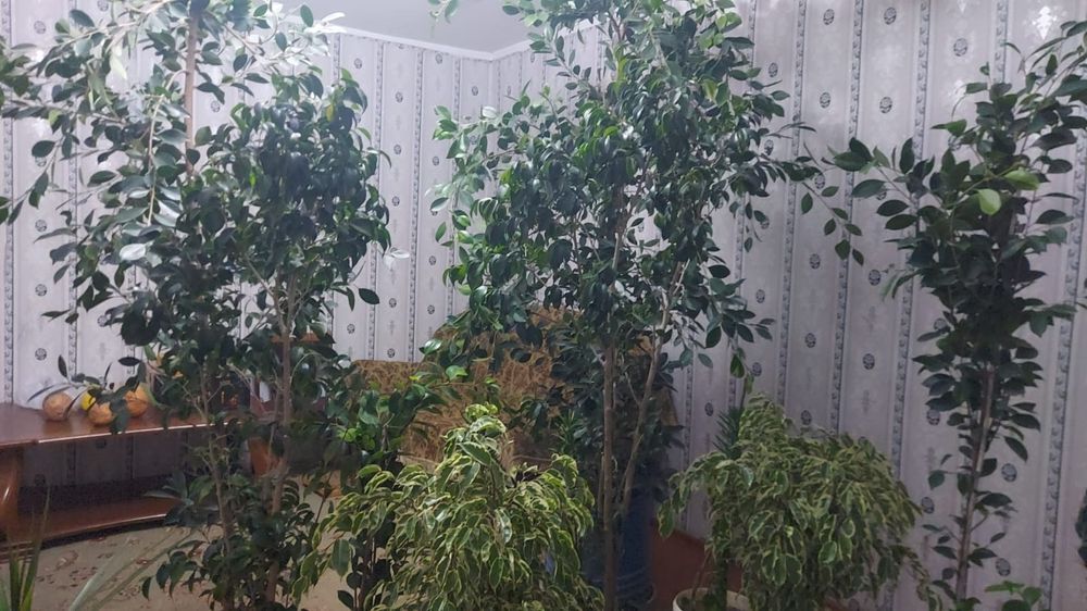 Фикус Бенджамин и другие комнатные растения