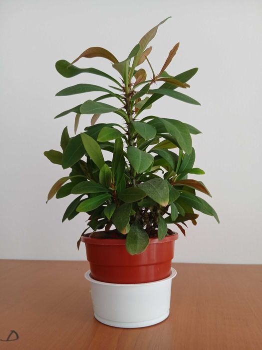 planta coronita lui Iisus cu flori roz/rosii superba