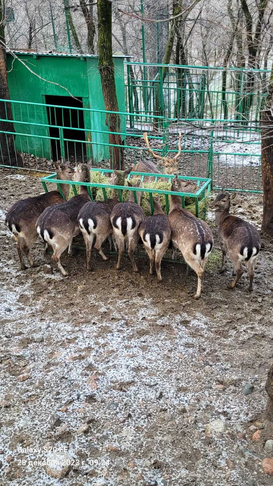 Лань европейская.