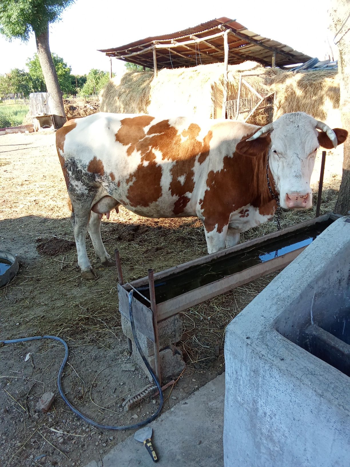 Vind vaca a doua fatatura blînda