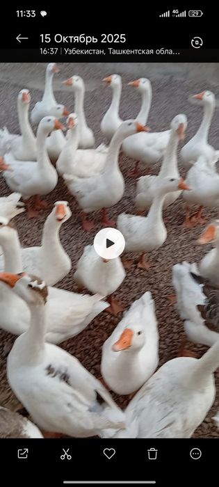 Парандалар сотилади г'озлар 1 йилик и 6 ойлик 35 дона