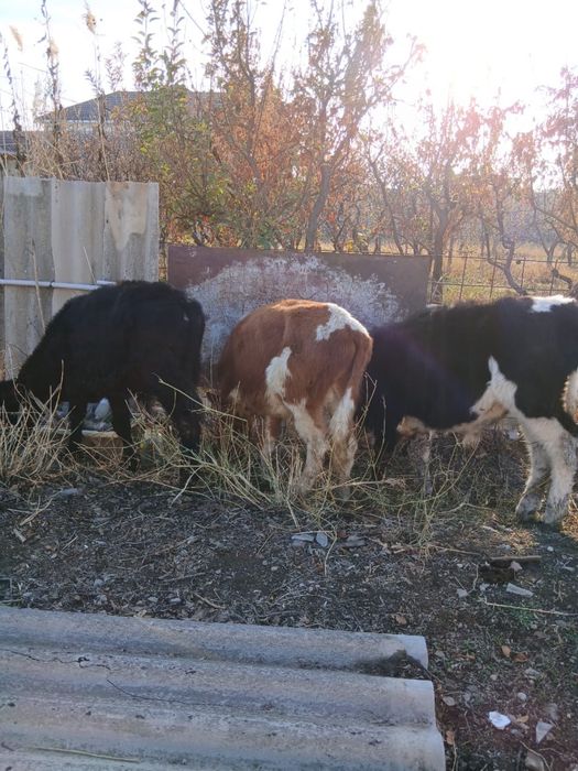 Бұқалар сатылады. Продам бычков