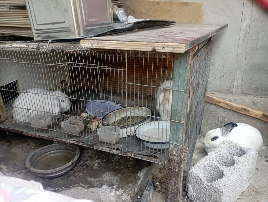 Продам 3 кролика породистые