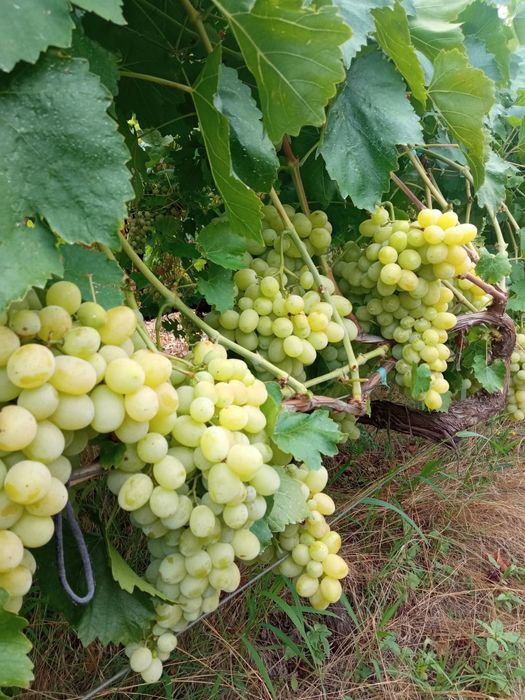 Butasi de vită de vie de anul 2 și de anul 3