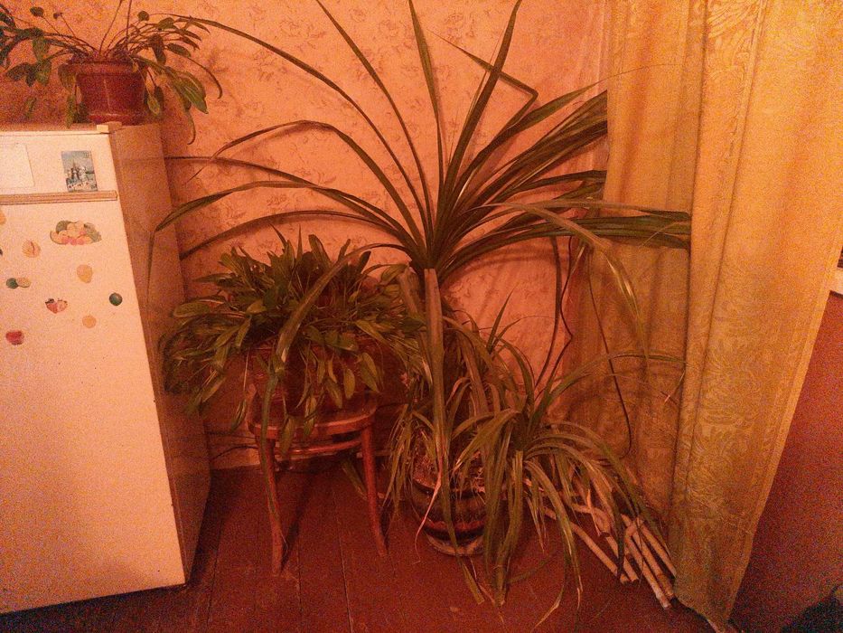 Комнатные цветы. Самовывоз. Отдам даром.