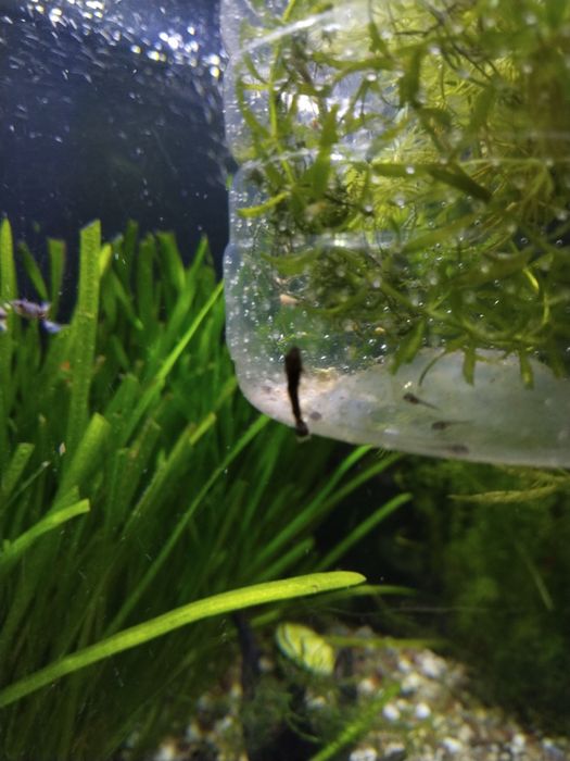 Продам мальки анцитруса 1-1.5см