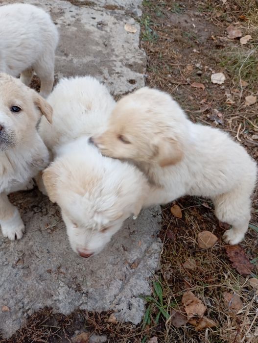 Продаются породистые щенки