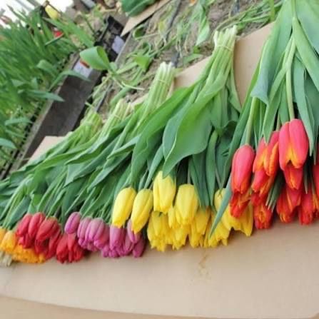 Тюльпаны оптом