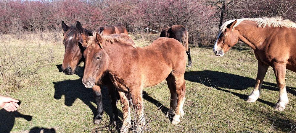 Manji armasari fratii !!