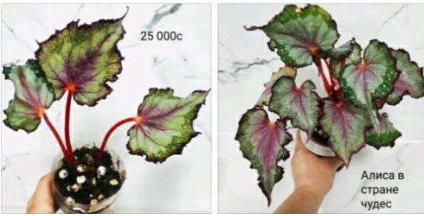 Молоденькие бегонии.