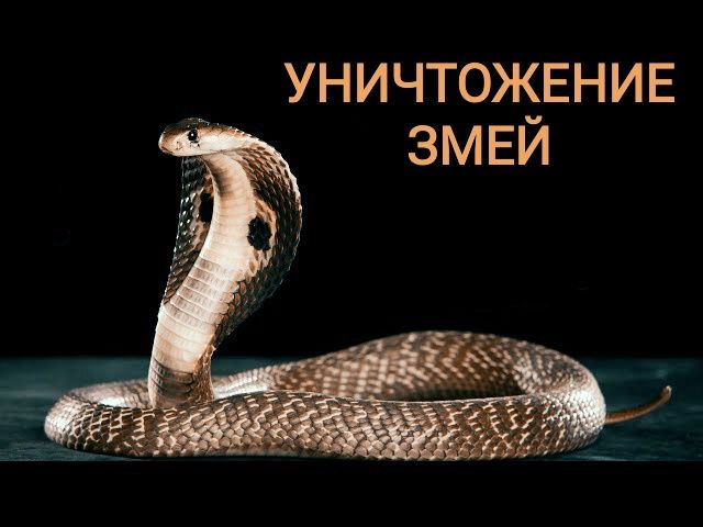 Дезинфекция. Уничтожение змей