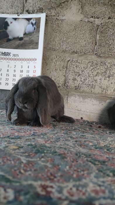 Berbec german rasă mare