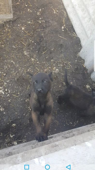 малиня тозза кон