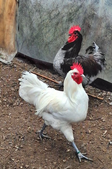 Pereche de gaini Australorp
