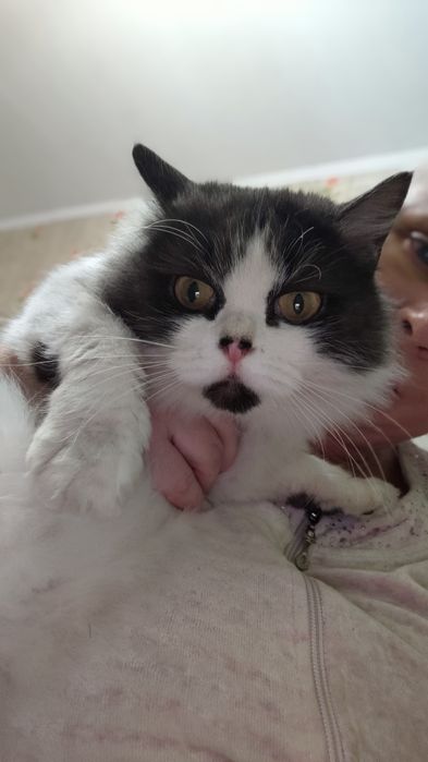 Милая кошечка ищет любящие ручки!