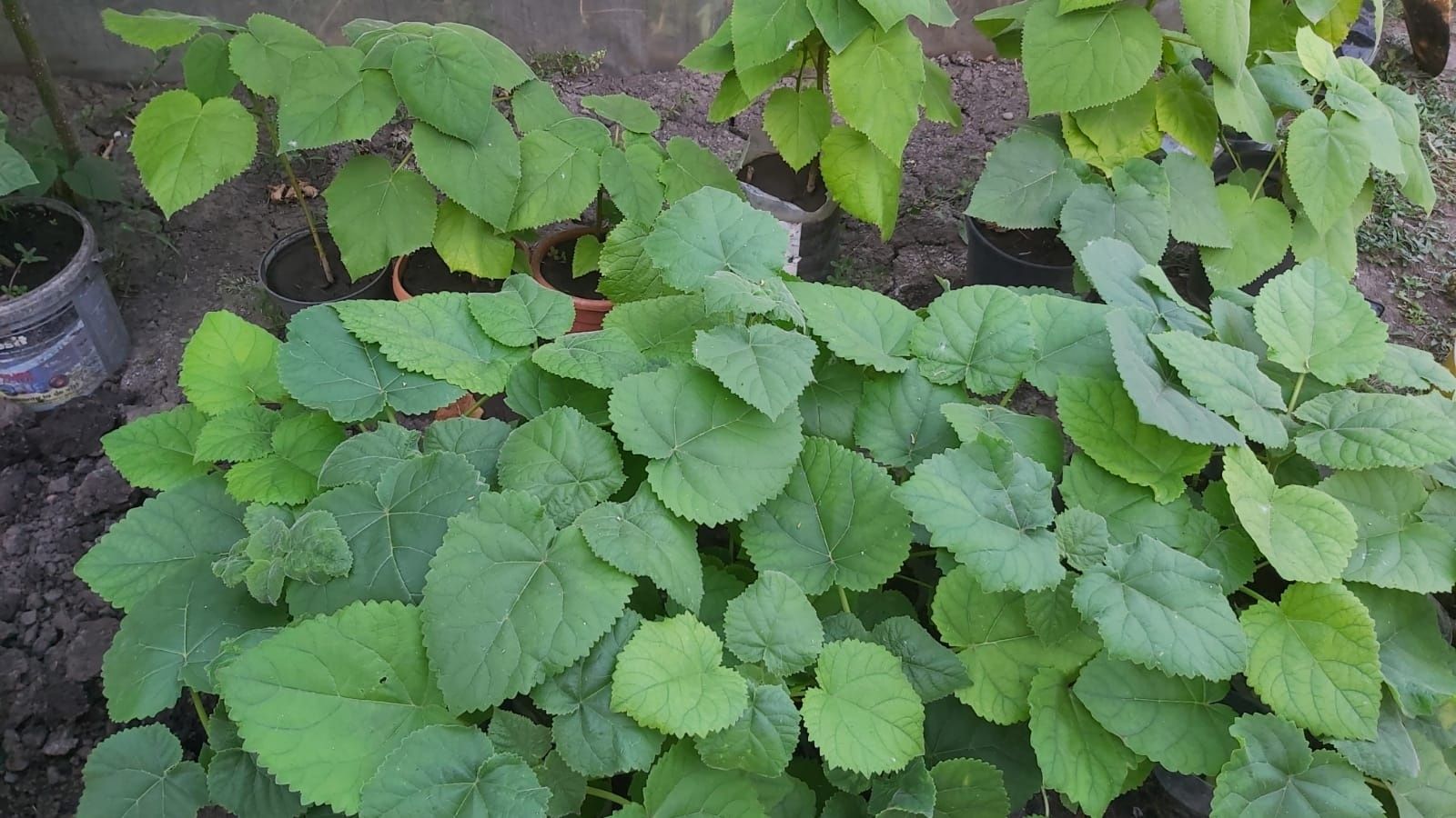 Paulownia tomentosa la ghiveci