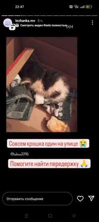 Срочно котенок в добрые руки