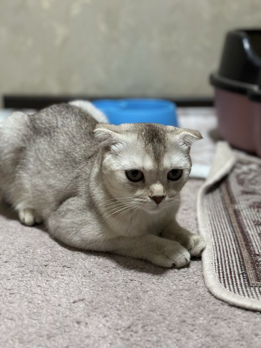 Sotiladi Mushuk Scottish Fold