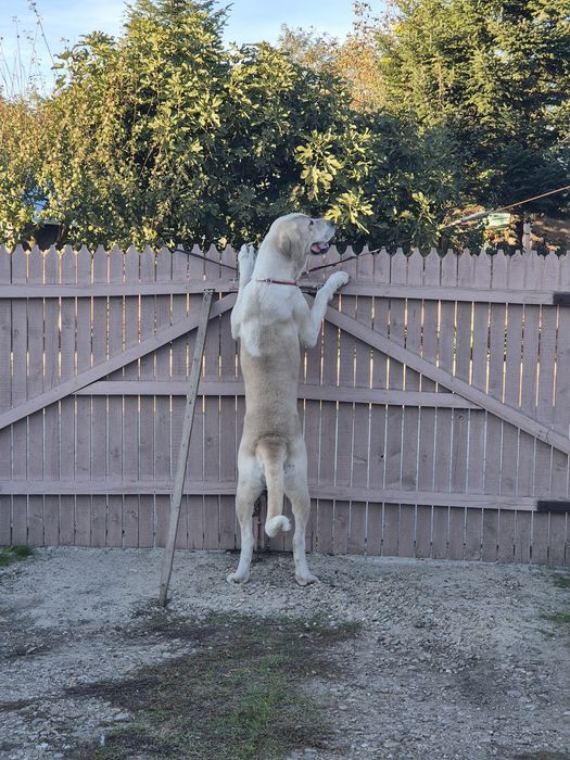 Femela Ciobanesc de Asia Centrala