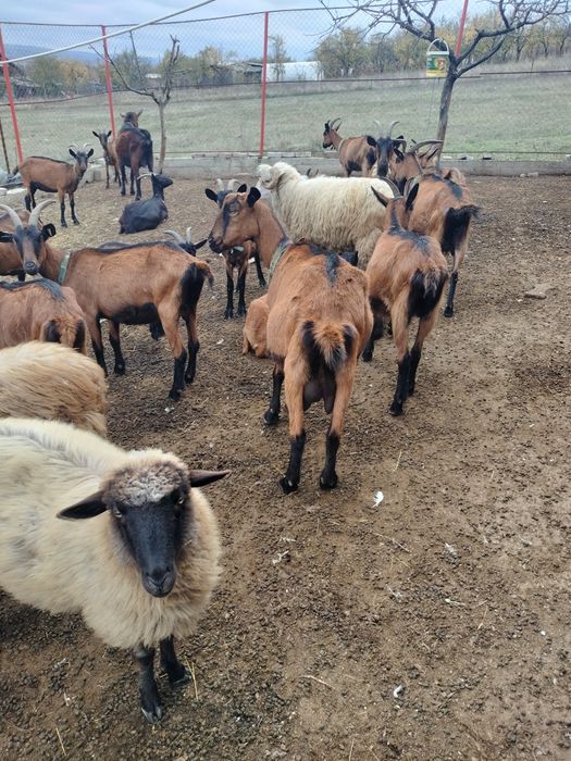 Capre alpine de vânzare