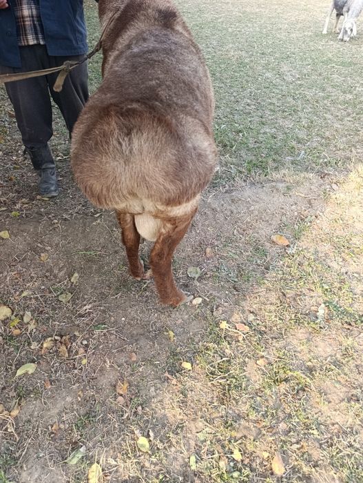 Хисори кучкор сотилади