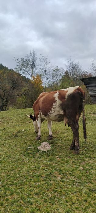 Doua vaci de vanzare