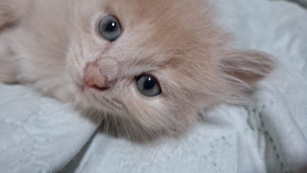 Отдаю в хорошие руки