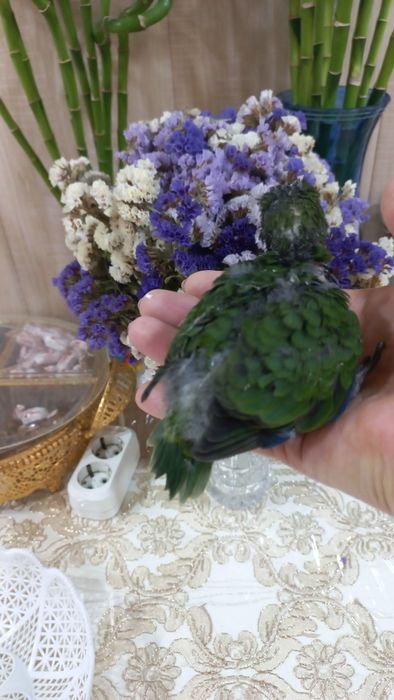 Продаётся птенец Какарика.