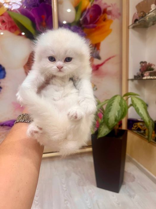 Шотландский скотиш фолд