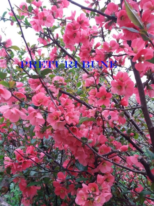Gutui japonez . Seminte gard viu , flori rosii