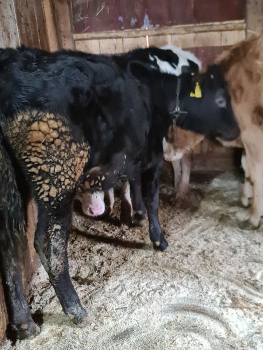 Vitica de 5 luni mhncacioasa buna de tinut