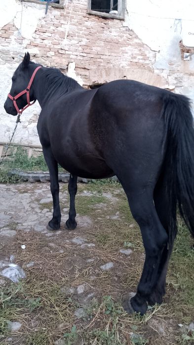 Vând Iapă 5 ani preț negociabil