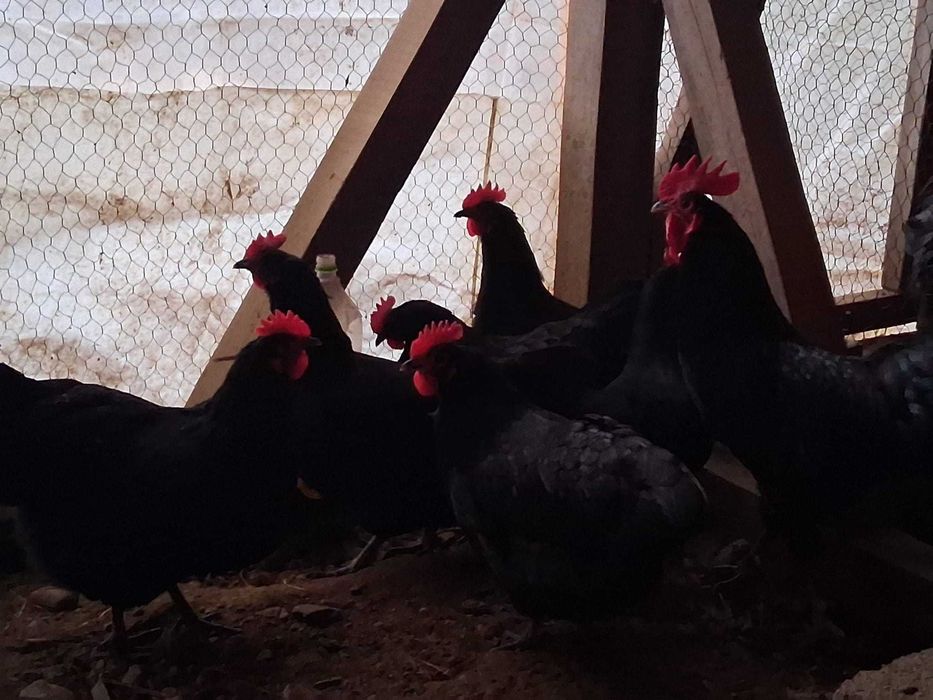 Oua de incubat gaini rasa Australorp